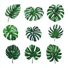 A vibrant collection of nine detailed monstera leaves, showcasing varying shapes and shades of green.