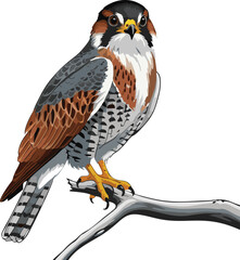 American Kestrel vector illustration white background