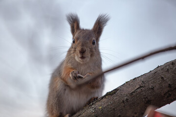 A squirrel with dark eyes and a seed in its paws sits on a tree branch and looks at the photographer with surprise.