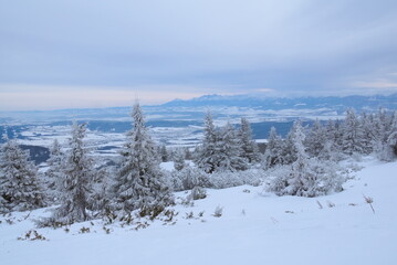 Sosny na ośnieżonej polanie na tle gór w zimie © Anna