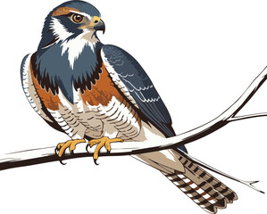 American Kestrel vector illustration white background