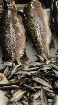 Fresh Sea Salmon, European Anchovy Fish and Mullus On Display On Ice On Market Store Shop. Seafood Fish Background. Salmon Is A Fairly Species Of Salmon. European Anchovy Is Forage Fish Somewhat
