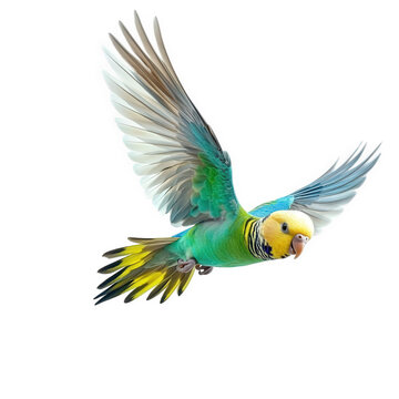 a vibrant. colorful parakeet in mid-flight. showcasing its striking plumage with shades of green. blue. yellow. and hints of black. against a white background  grace and beauty of the bird in motion.