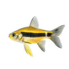 Fototapeta premium vibrant yellow and black fish. showcasing its detailed fins and expressive eyes against a clean white background the fish appears lively and is likely an aquarium species. emphasizing its beauty and t