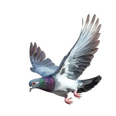 Obraz premium a pigeon in mid-flight. showcasing its vibrant plumage. particularly the iridescent green and purple feathers on its neck the bird's wings are fully extended. emphasizing its grace and agility as it n