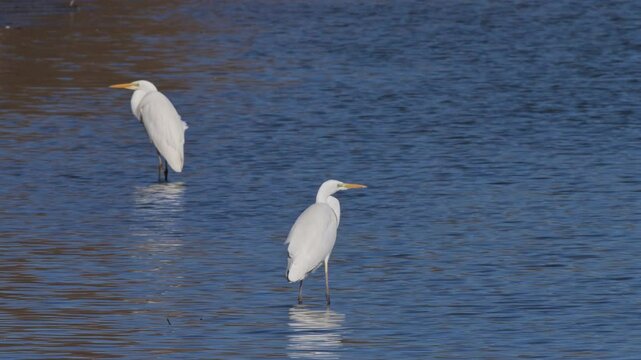 Great Egrets (Ardea alba) Wading and Fishing in the Lake