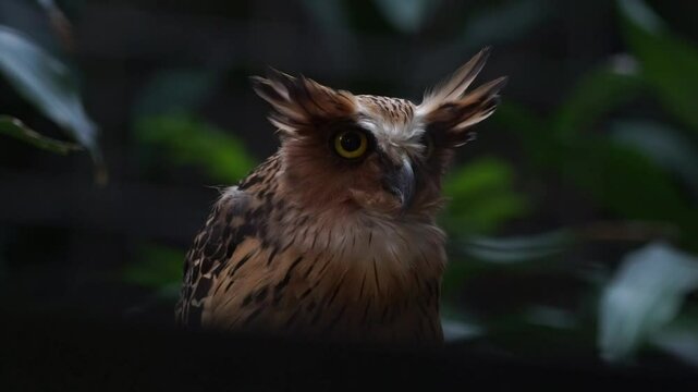Close-Up of the Majestic Buffy Fish Owl in Its Natural Habitat at Night