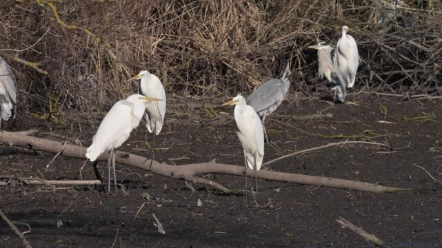 Great Egrets (Ardea alba) Wading and Fishing in the Lake