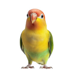 a vibrant. colorful lovebird stands upright against a plain white background. showcasing its bright plumage and curious expression  bird's playful nature and beauty. making it suitable for educational