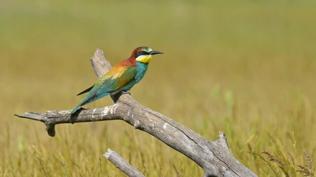 European Bee-eater (Merops apiaster) Perched on a Fallen Tree Branch in a Meadow