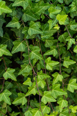 Green Ivy Foliage leaves plant background.