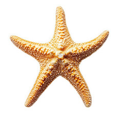 detailed starfish. showcasing its vibrant orange color and textured surface. highlighting the beauty of marine life it serves as an illustration of oceanic ecosystems and the diversity of underwater s