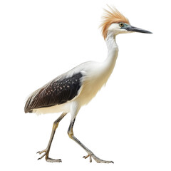 Obraz premium heron with striking plumage. showcasing its elegant posture and distinctive hairstyle against a plain white background the bird's long legs and slender body emphasize its gracefulness. making it a cap