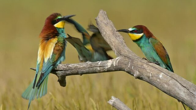 European Bee-eater (Merops apiaster) Perched on a Fallen Tree Branch in a Meadow