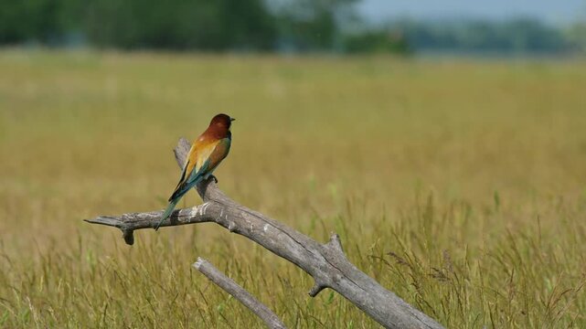 European Bee-eater (Merops apiaster) Perched on a Fallen Tree Branch in a Meadow