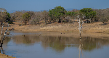 Landschaftsbild - Flora Botanik Busch im Kr&uuml;ger National Park - Kruger Nationalpark S&uuml;dafrika