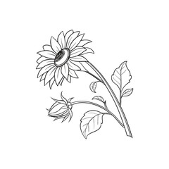 Sunflower Outline Hand Drawn Illustration