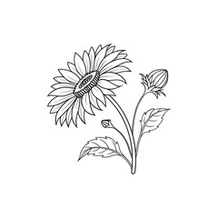 Sunflower Outline Hand Drawn Illustration