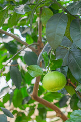 Pomelo Fruit Growing on Tree