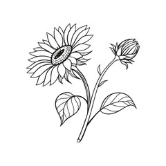 Sunflower Outline Hand Drawn Illustration