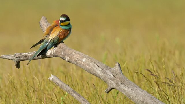 European Bee-eater (Merops apiaster) Perched on a Fallen Tree Branch in a Meadow