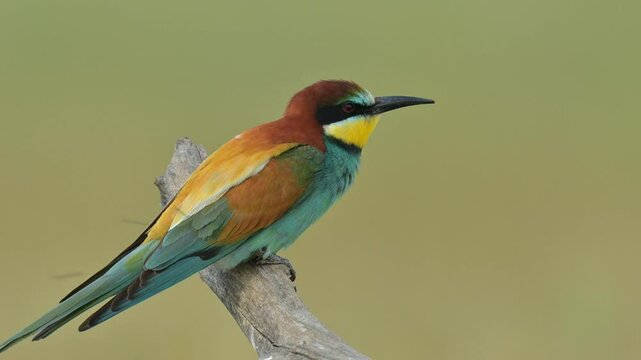 European Bee-eater (Merops apiaster) Perched on a Fallen Tree Branch in a Meadow