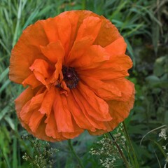 Deep red flower of an ornamental garden poppy on a natural green background.