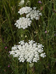 Wild carrot, also known as Queen Anne's lace,blooming in the meadow
