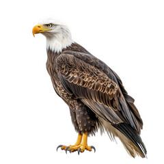 Obraz premium majestic bald eagle standing upright. showcasing its distinctive white head. yellow beak. and dark brown feathers the eagle's sharp talons and intense gaze highlight its status as a powerful bird of p