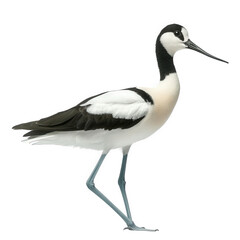 Obraz premium a striking bird with a long neck and slender legs. featuring a distinctive black and white plumage its elegant stance and unique coloration highlight its beauty. making it a captivating subject for na