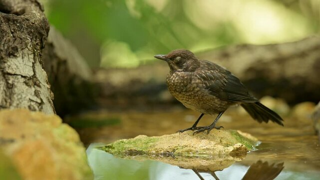 Common blackbird 4k 30p 3