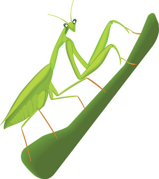 Green praying mantis with thrunk and white background