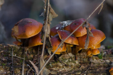 mushrooms in the forest