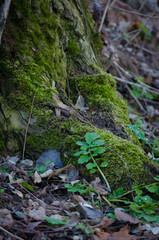 moss in the forest