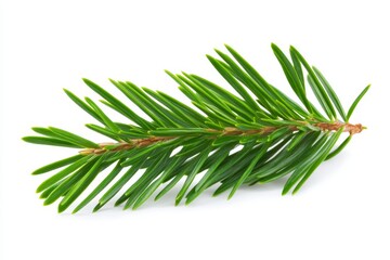 Balsam Fir Sprig Isolated on White - Fresh, vibrant balsam fir sprig, symbolizing nature, winter holidays, purity, fragrance, and resilience.
