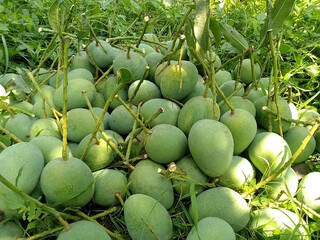 Delicious raw mango fruit