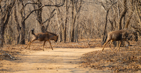Afrikanische Tiere Streifengnu im Busch vom Krüger National Park - Kruger Nationalpark Südafrika