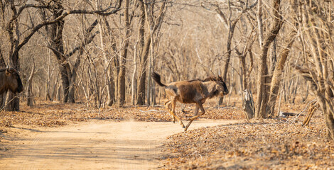 Afrikanische Tiere Streifengnu im Busch vom Krüger National Park - Kruger Nationalpark Südafrika