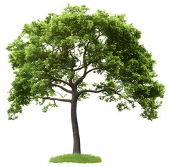 Tree isolated on transparent.