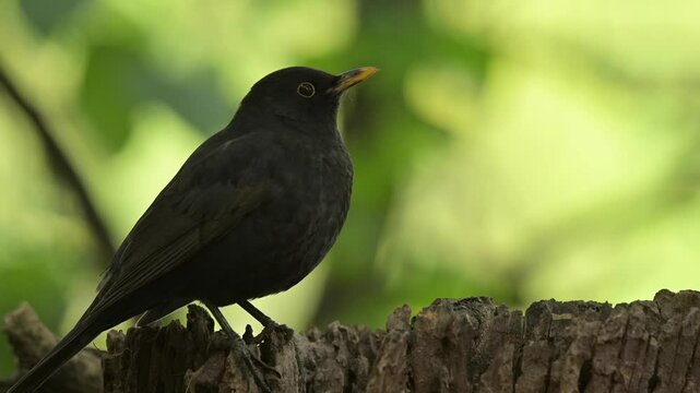 Common blackbird 4k 30p 6