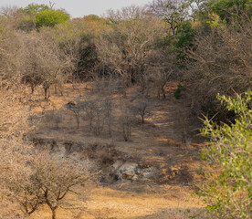 Landschaftsbild - Flora Botanik Busch im Kr&uuml;ger National Park - Kruger Nationalpark S&uuml;dafrika