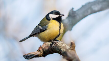 yellow wagtail on a branch