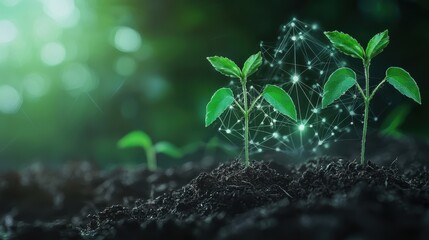Growing Plants with Digital Network Concept