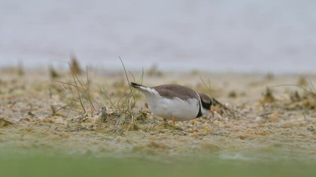 Common ringed plover 4k 2