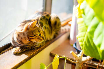 日向ぼっこするベンガル猫