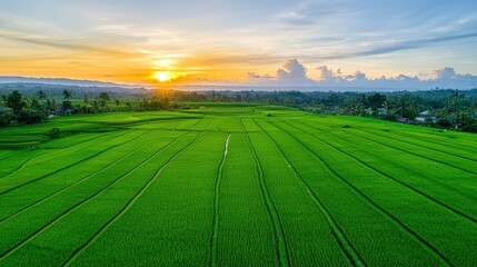 Lush Green Rice Fields at Sunset Over Tropical Landscape in Bali