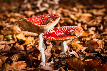 fly mushroom in autumn forest