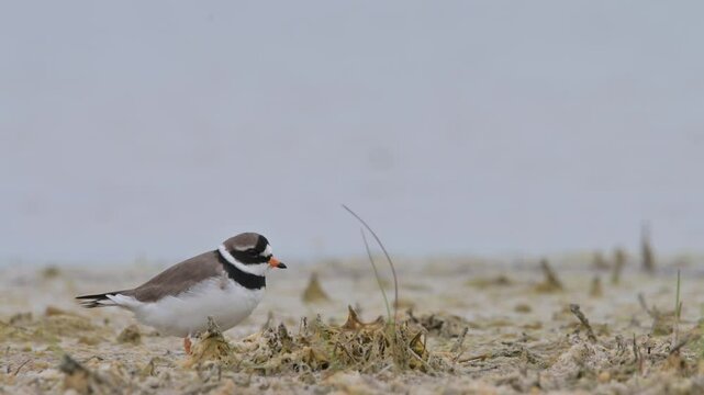Common ringed plover 4k 60p 2