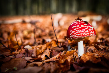 red mushroom in the forest