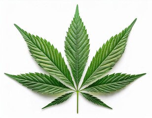 Vibrant green cannabis leaf close-up on white background showcasing detailed serrated edges and symmetrical structure for botanical, medicinal, and industrial purposes

